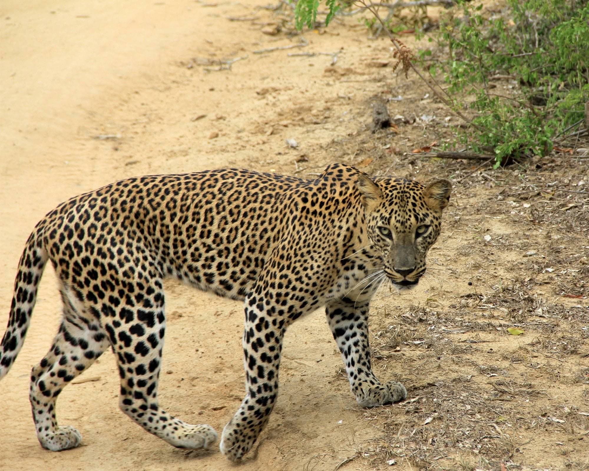 A Sri Lankan leopard crossing a Yala National Park safari road — endemic subspecies, photographed in the wild
